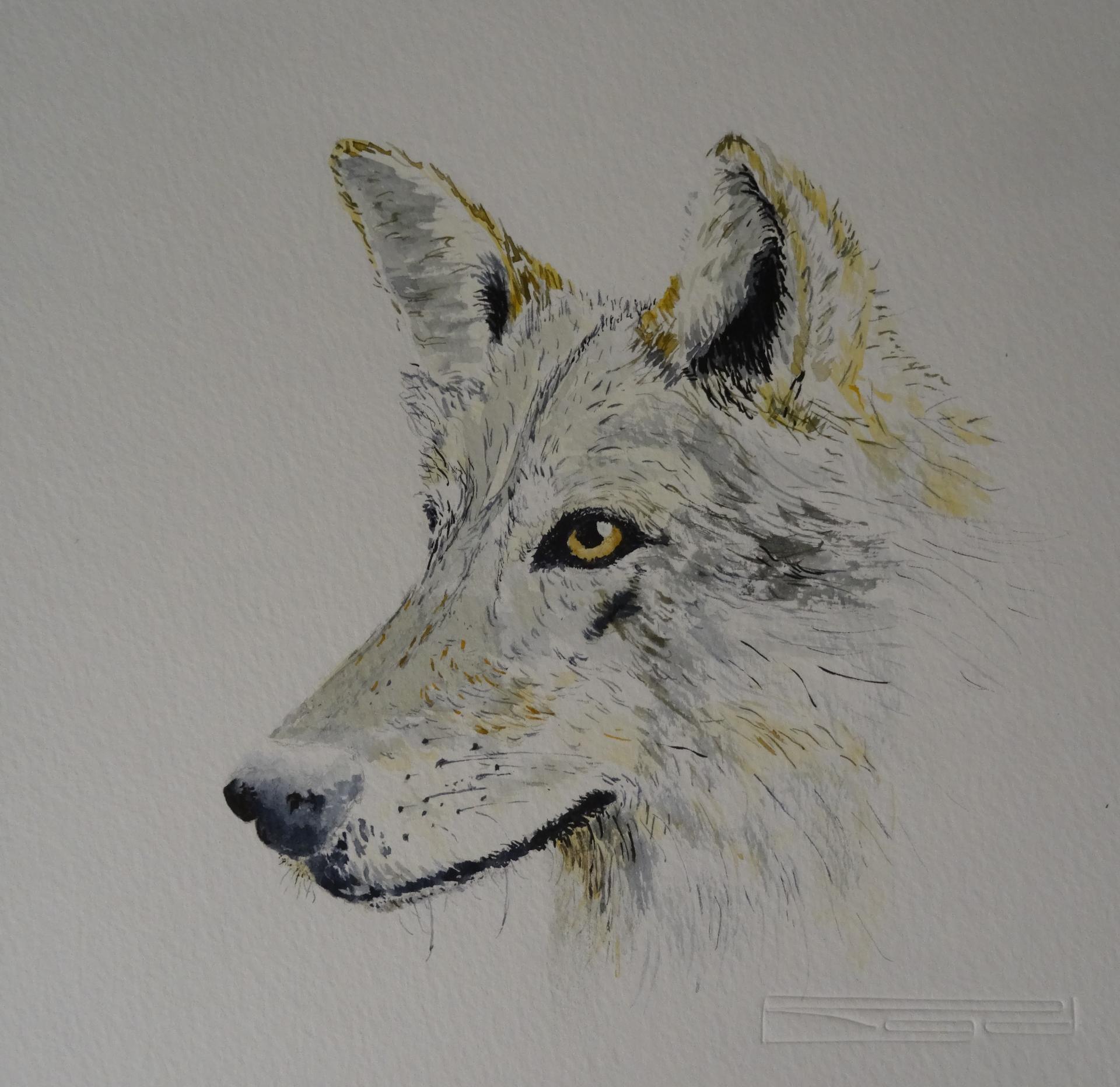 Tete de loup